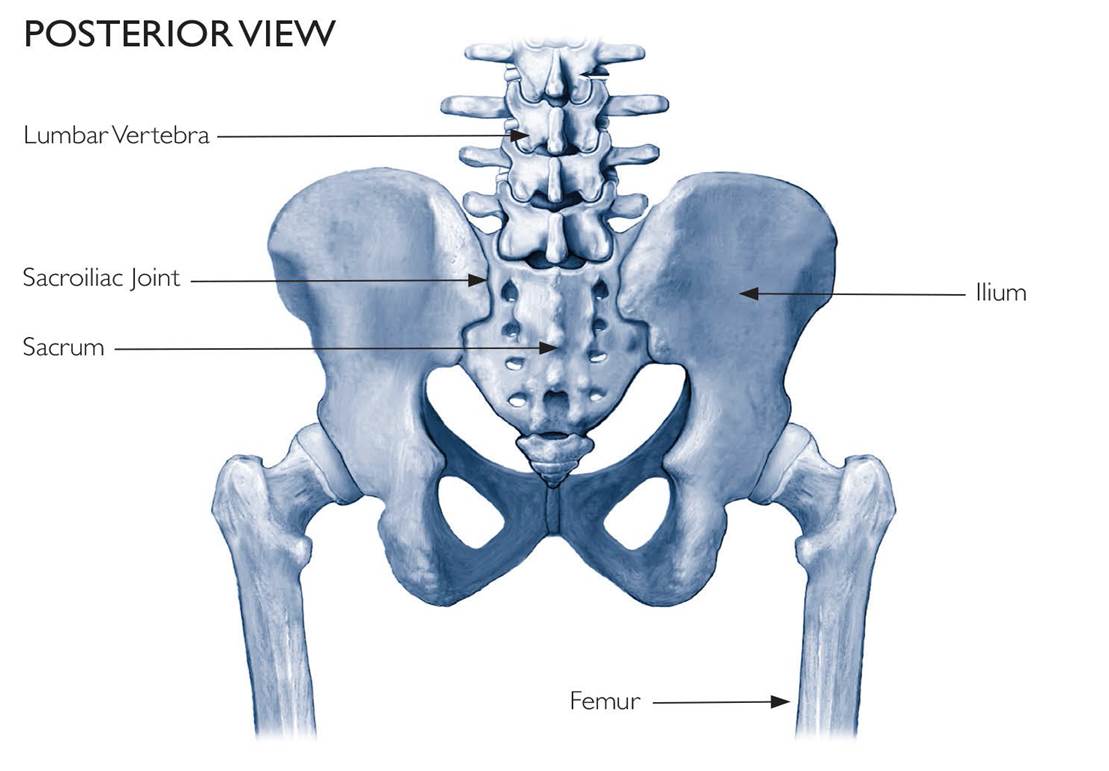 What are SI joints?
