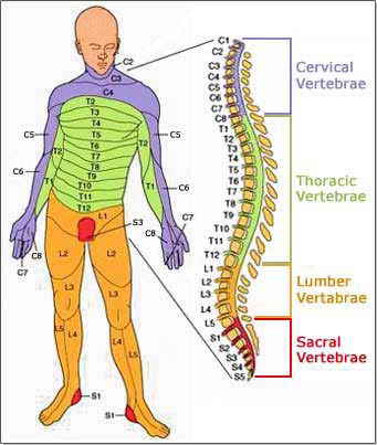 Spinal Cord fracture